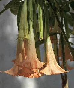 Fast Growing Trees Peach Angel Trumpet See All Flowering Trees 7 Fast Growing Trees Peach Angel Trumpet See All Flowering Trees