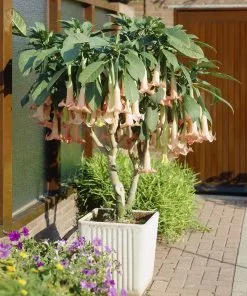 Fast Growing Trees Peach Angel Trumpet See All Flowering Trees 6 Fast Growing Trees Peach Angel Trumpet See All Flowering Trees