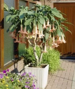 Fast Growing Trees Peach Angel Trumpet See All Flowering Trees