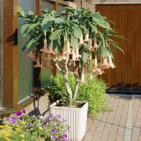 Fast Growing Trees Peach Angel Trumpet See All Flowering Trees 3 Fast Growing Trees Peach Angel Trumpet See All Flowering Trees