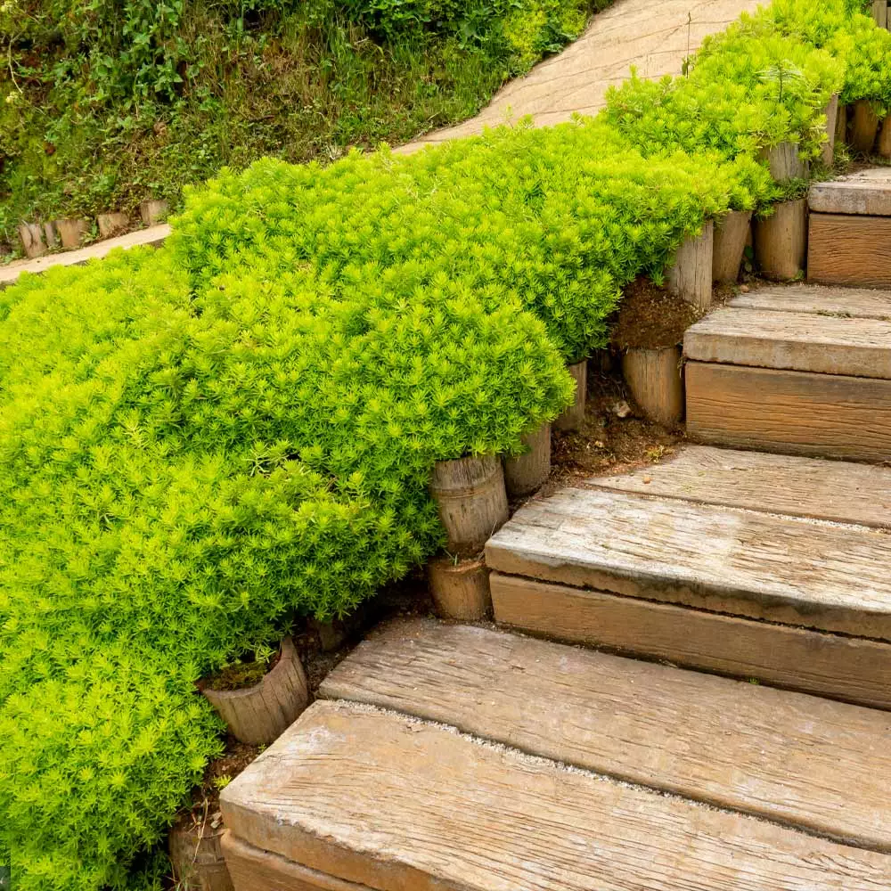 Fast Growing Trees Angelina Sedum Plant See All Shrubs & Hedges 4 Fast Growing Trees Angelina Sedum Plant See All Shrubs & Hedges