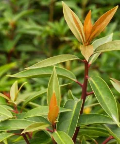 Fast Growing Trees Anise Tree See All Shrubs & Hedges 8 Fast Growing Trees Anise Tree See All Shrubs & Hedges