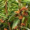 Fast Growing Trees Anise Tree See All Shrubs & Hedges 1 Fast Growing Trees Anise Tree See All Shrubs & Hedges