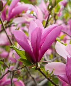 Fast Growing Trees Ann Magnolia 9 Fast Growing Trees Ann Magnolia