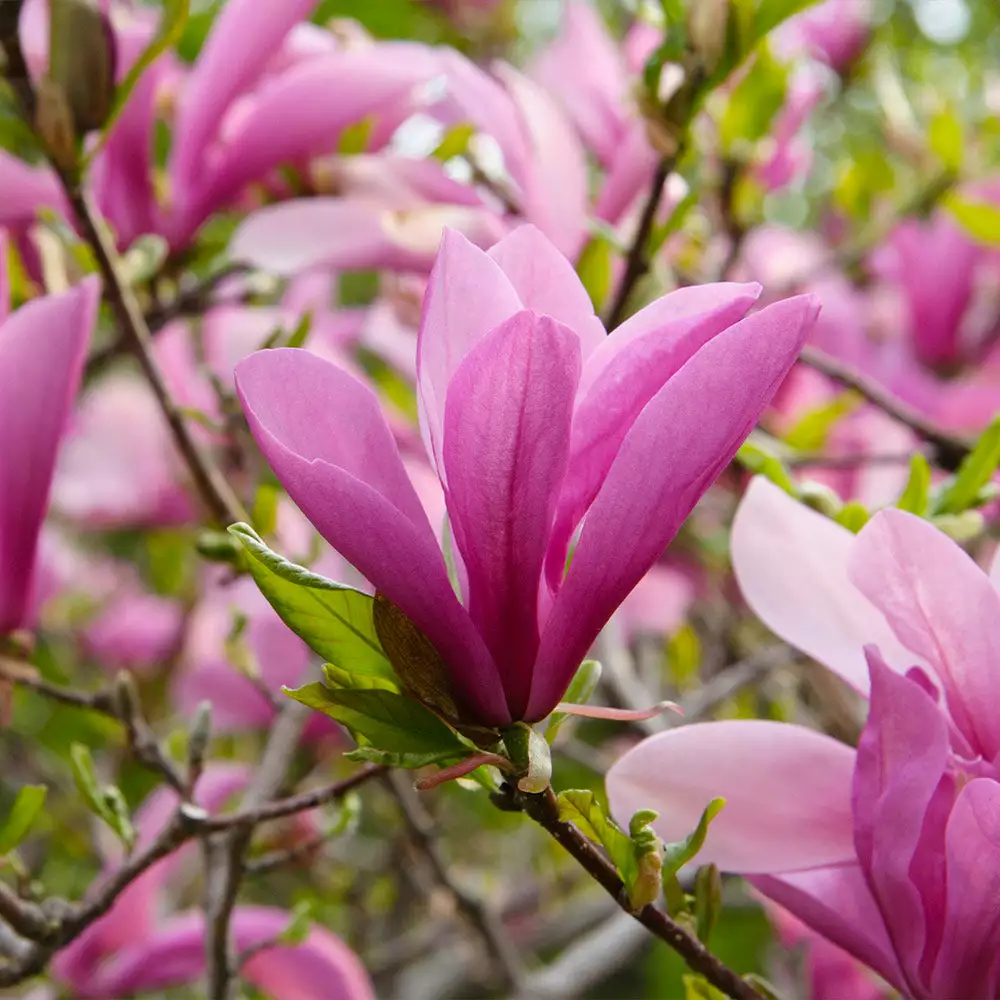 Fast Growing Trees Ann Magnolia 5 Fast Growing Trees Ann Magnolia