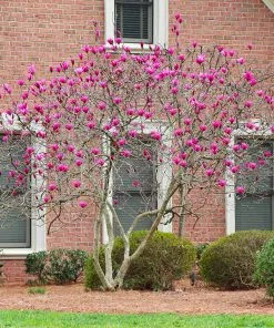 Fast Growing Trees Ann Magnolia 10 Fast Growing Trees Ann Magnolia