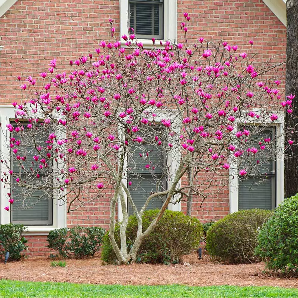 Fast Growing Trees Ann Magnolia 6 Fast Growing Trees Ann Magnolia
