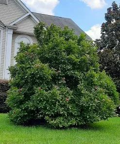 Fast Growing Trees Ann Magnolia 11 Fast Growing Trees Ann Magnolia