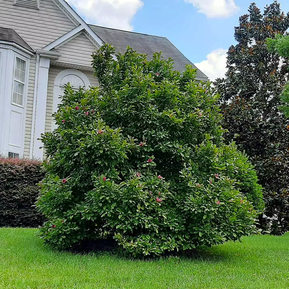 Fast Growing Trees Ann Magnolia 7 Fast Growing Trees Ann Magnolia