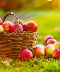 Fast Growing Trees Apple Trees Anna Apple Tree