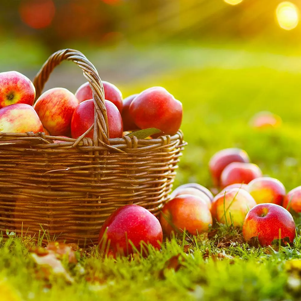 Fast Growing Trees Anna Apple Tree 4 Fast Growing Trees Anna Apple Tree