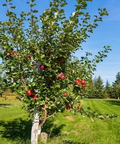 Fast Growing Trees Anna Apple Tree 9 Fast Growing Trees Anna Apple Tree