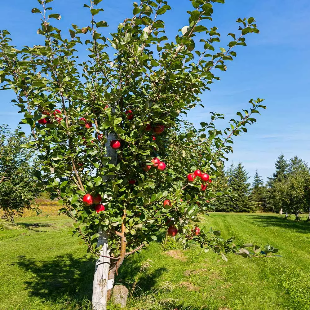 Fast Growing Trees Anna Apple Tree 5 Fast Growing Trees Anna Apple Tree