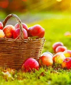 Fast Growing Trees Apple Trees Anna Apple Tree