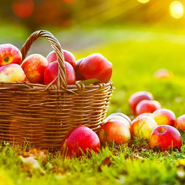 Fast Growing Trees Anna Apple Tree 3 Fast Growing Trees Anna Apple Tree