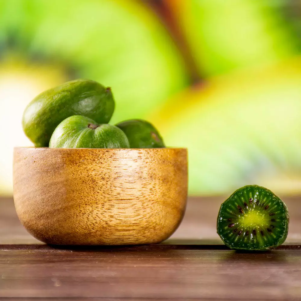 Fast Growing Trees See All Fruit Trees Anna Hardy Kiwi 6 Fast Growing Trees See All Fruit Trees Anna Hardy Kiwi