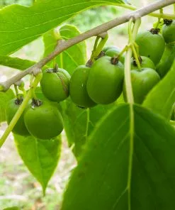 Fast Growing Trees See All Fruit Trees Anna Hardy Kiwi