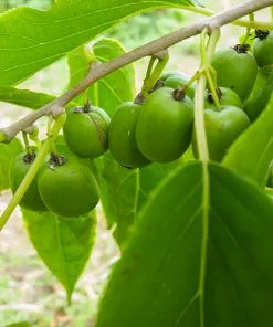 Fast Growing Trees See All Fruit Trees Anna Hardy Kiwi