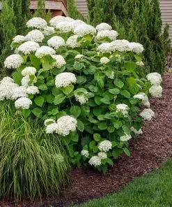Fast Growing Trees Annabelle Hydrangea Shrub