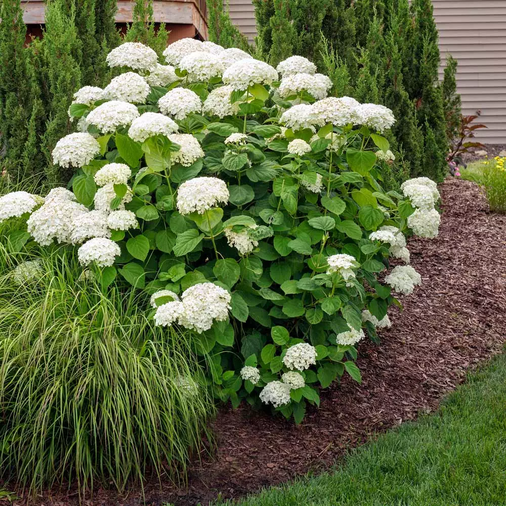 Fast Growing Trees Annabelle Hydrangea Shrub 4 Fast Growing Trees Annabelle Hydrangea Shrub