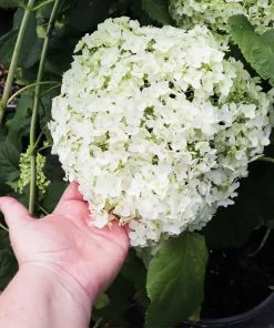 Fast Growing Trees Annabelle Hydrangea Shrub 10 Fast Growing Trees Annabelle Hydrangea Shrub