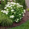 Fast Growing Trees Annabelle Hydrangea Shrub 1 Fast Growing Trees Annabelle Hydrangea Shrub