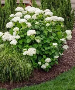 Fast Growing Trees Annabelle Hydrangea Shrub