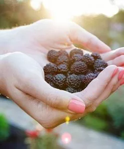 Fast Growing Trees Groundcover & Vines Apache Blackberry