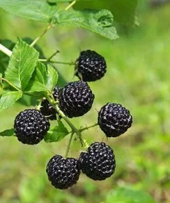 Fast Growing Trees Groundcover & Vines Apache Blackberry 8 Fast Growing Trees Groundcover & Vines Apache Blackberry