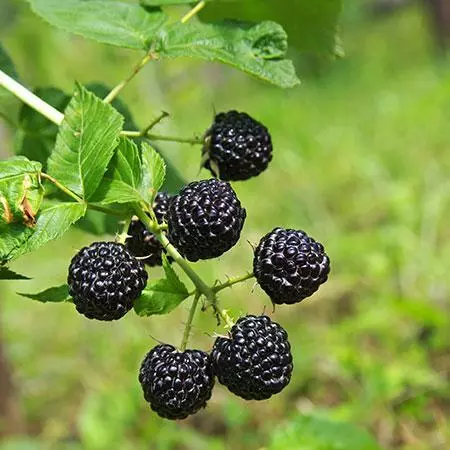 Fast Growing Trees Groundcover & Vines Apache Blackberry 5 Fast Growing Trees Groundcover & Vines Apache Blackberry
