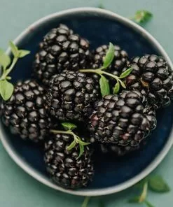 Fast Growing Trees Groundcover & Vines Apache Blackberry 9 Fast Growing Trees Groundcover & Vines Apache Blackberry