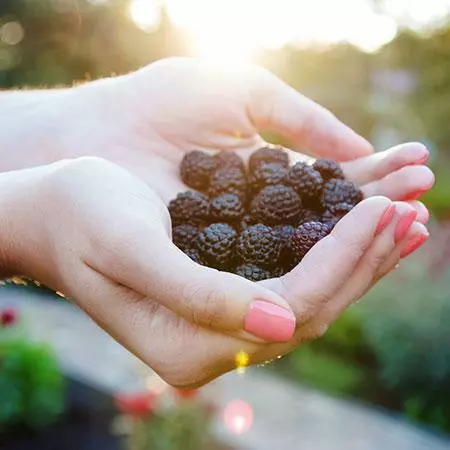 Fast Growing Trees Groundcover & Vines Apache Blackberry 4 Fast Growing Trees Groundcover & Vines Apache Blackberry