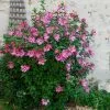 Fast Growing Trees Aphrodite Rose Of Sharon Althea Shrub 1 Fast Growing Trees Aphrodite Rose Of Sharon Althea Shrub