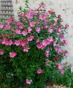 Fast Growing Trees Aphrodite Rose Of Sharon Althea Shrub