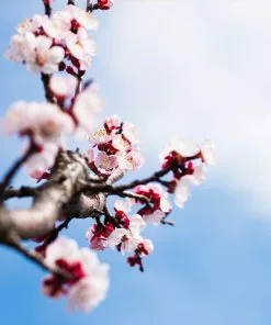 Fast Growing Trees Blenheim Apricot Tree Our Newest Arrivals 10 Fast Growing Trees Blenheim Apricot Tree Our Newest Arrivals