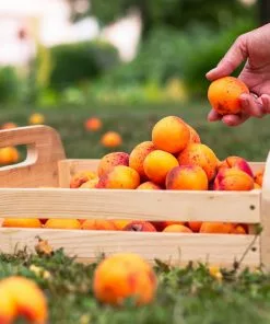 Fast Growing Trees Blenheim Apricot Tree Our Newest Arrivals 9 Fast Growing Trees Blenheim Apricot Tree Our Newest Arrivals