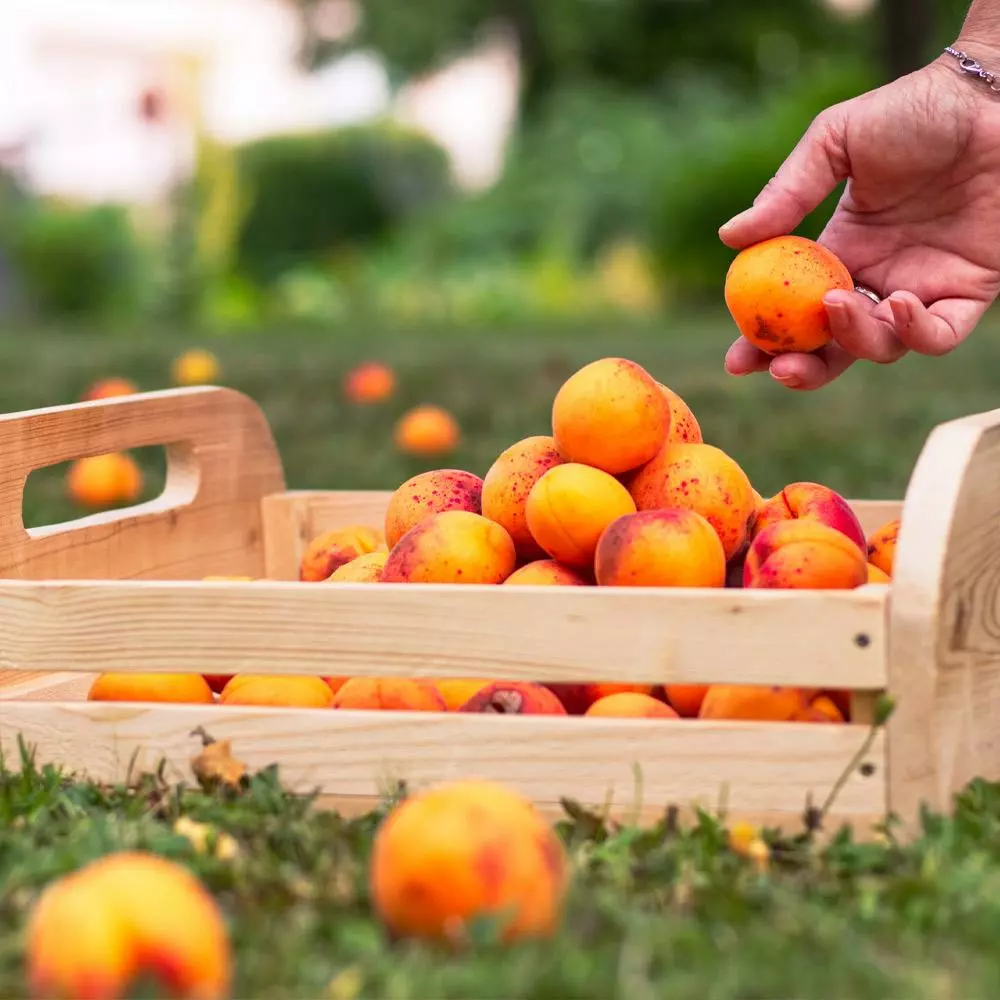 Fast Growing Trees Blenheim Apricot Tree Our Newest Arrivals 5 Fast Growing Trees Blenheim Apricot Tree Our Newest Arrivals