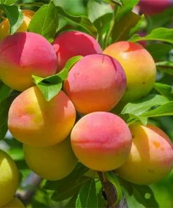 Fast Growing Trees Blenheim Apricot Tree Our Newest Arrivals