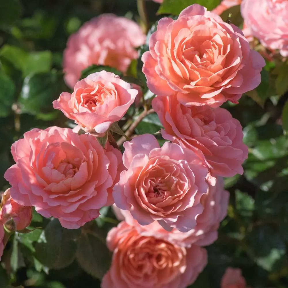 Fast Growing Trees Apricot Drift® Rose See All Shrubs & Hedges 5 Fast Growing Trees Apricot Drift® Rose See All Shrubs & Hedges