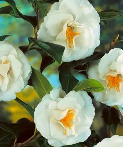 Fast Growing Trees Camellia Shrubs April Snow Camellia