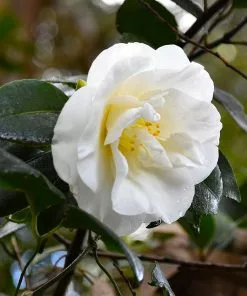 Fast Growing Trees Camellia Shrubs April Snow Camellia