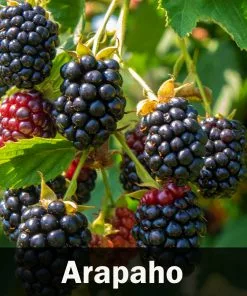 Fast Growing Trees 3 In 1 Thornless Blackberry Blackberry Bushes 11 Fast Growing Trees 3 In 1 Thornless Blackberry Blackberry Bushes