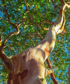 Fast Growing Trees Arapaho Crape Myrtle Crape Myrtles 11 Fast Growing Trees Arapaho Crape Myrtle Crape Myrtles