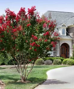 Fast Growing Trees Arapaho Crape Myrtle Crape Myrtles 9 Fast Growing Trees Arapaho Crape Myrtle Crape Myrtles