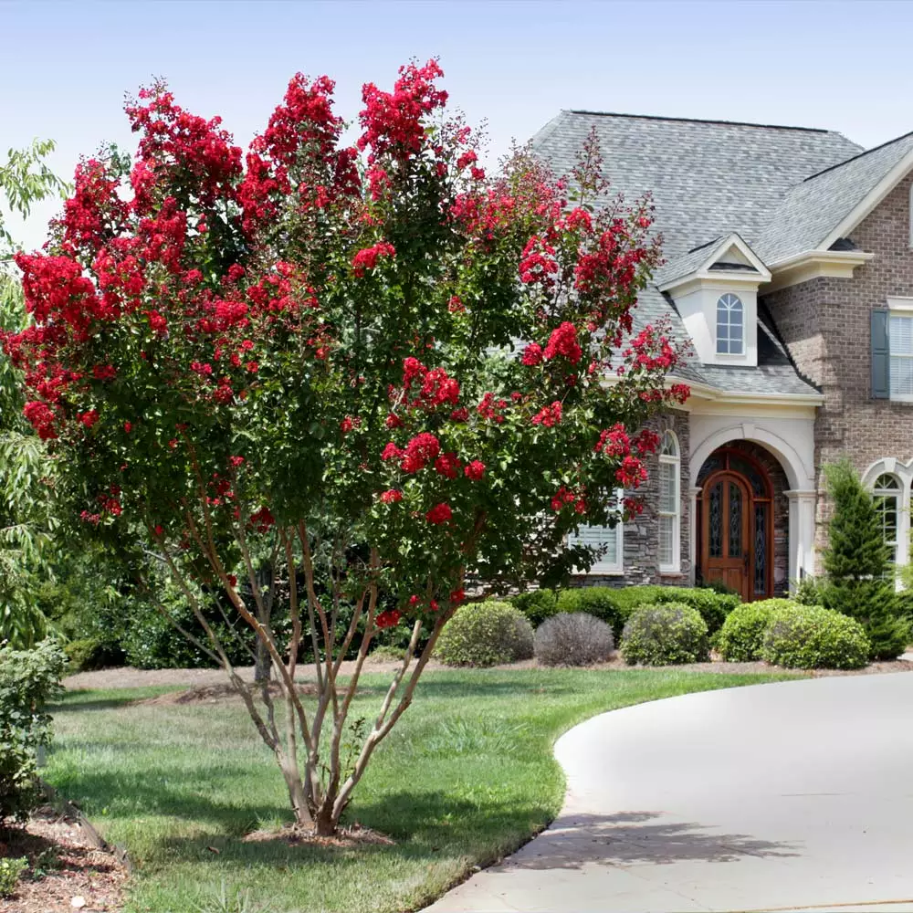 Fast Growing Trees Arapaho Crape Myrtle Crape Myrtles 5 Fast Growing Trees Arapaho Crape Myrtle Crape Myrtles