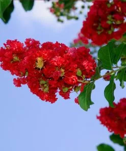 Fast Growing Trees Arapaho Crape Myrtle Crape Myrtles 10 Fast Growing Trees Arapaho Crape Myrtle Crape Myrtles