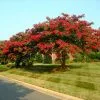 Fast Growing Trees Arapaho Crape Myrtle Crape Myrtles 2 Fast Growing Trees Arapaho Crape Myrtle Crape Myrtles