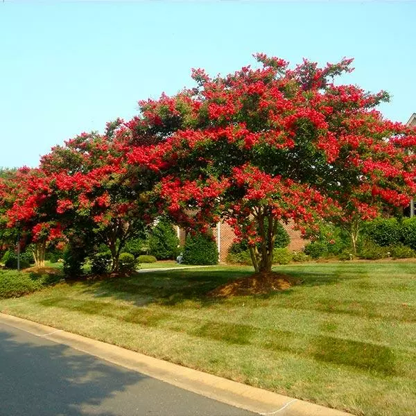 Fast Growing Trees Arapaho Crape Myrtle Crape Myrtles 3 Fast Growing Trees Arapaho Crape Myrtle Crape Myrtles
