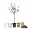 Fast Growing Trees Full Landscape Kits For Any Climate Arbequina Olive Starter Kit 2 Fast Growing Trees Full Landscape Kits For Any Climate Arbequina Olive Starter Kit