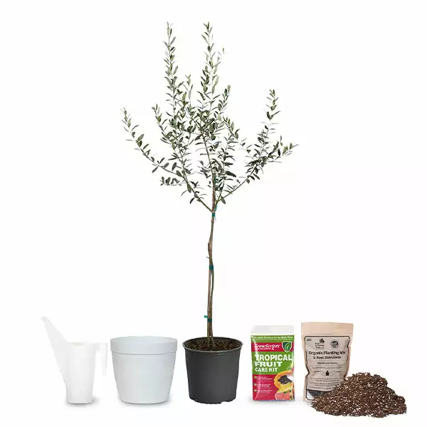 Fast Growing Trees Full Landscape Kits For Any Climate Arbequina Olive Starter Kit 3 Fast Growing Trees Full Landscape Kits For Any Climate Arbequina Olive Starter Kit